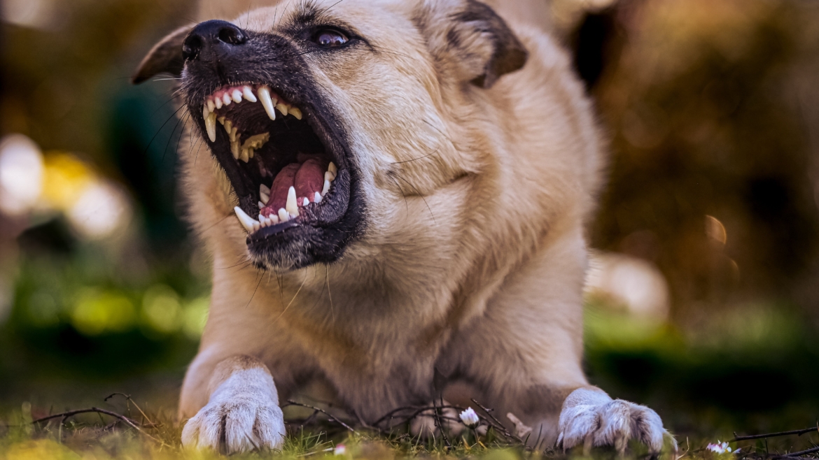 Your Rights & Colorado Dog Bite Laws